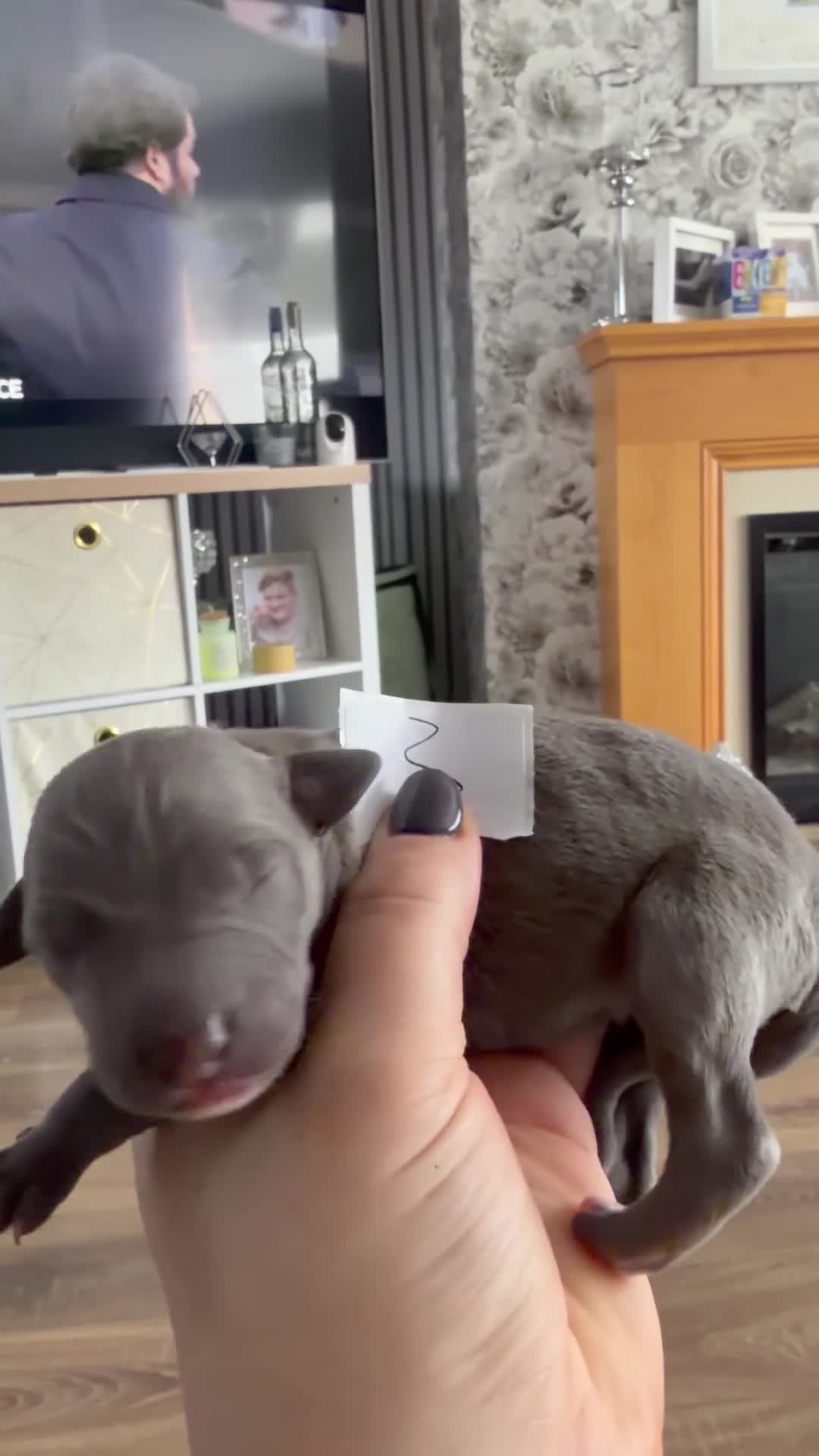 Whippet dogs for sale: Stunning Whippet puppies  - Video 2