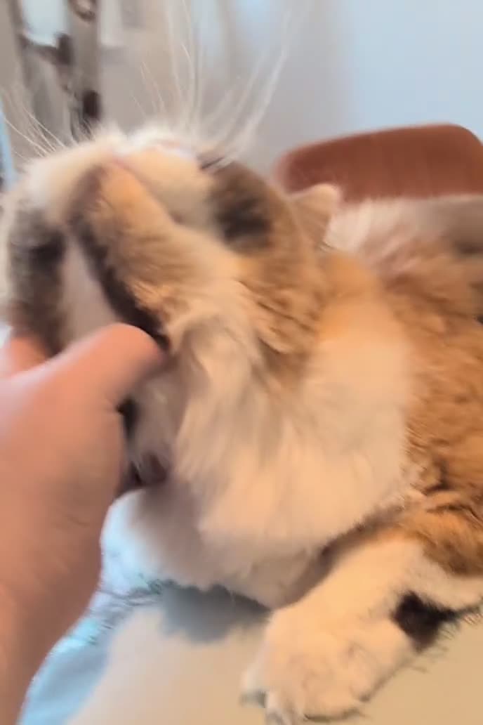 British Longhair cats for sale: TICA Active Cinnamon tortie BLH  - Video 1