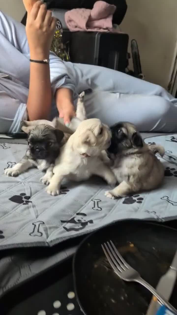 Pug dogs for sale: Very Rare long legged fluffy pugs in Hemel Hempstead - Video 1