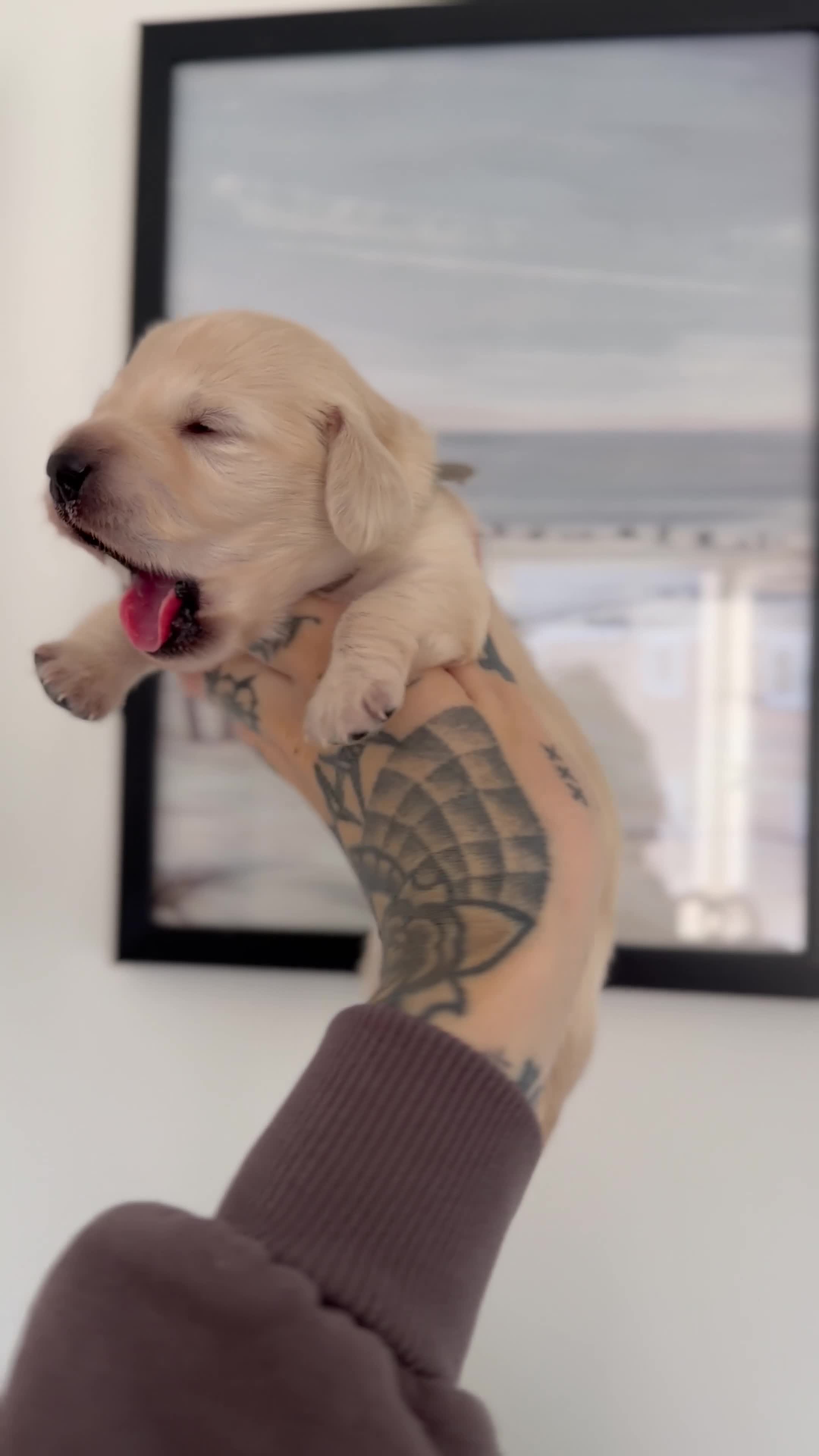 Miniature Dachshund dogs for sale: KC Reg Long haired intense cream mini dachshund  - Video 1