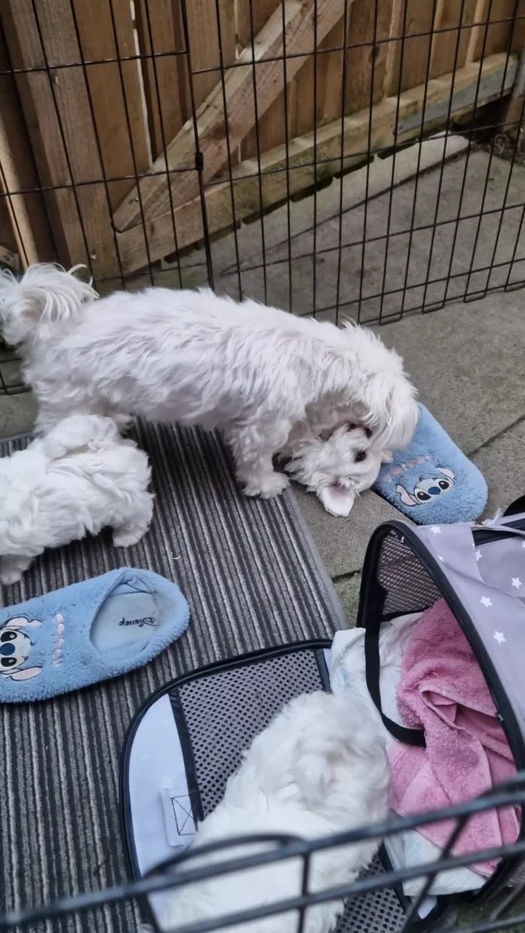 Maltese dogs for sale: Pedigree Maltese Female Fully vaccinated Ready   - Video 2