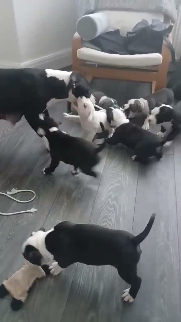 American Bull Staffy dogs for sale: Puppies for sale  - Video 2