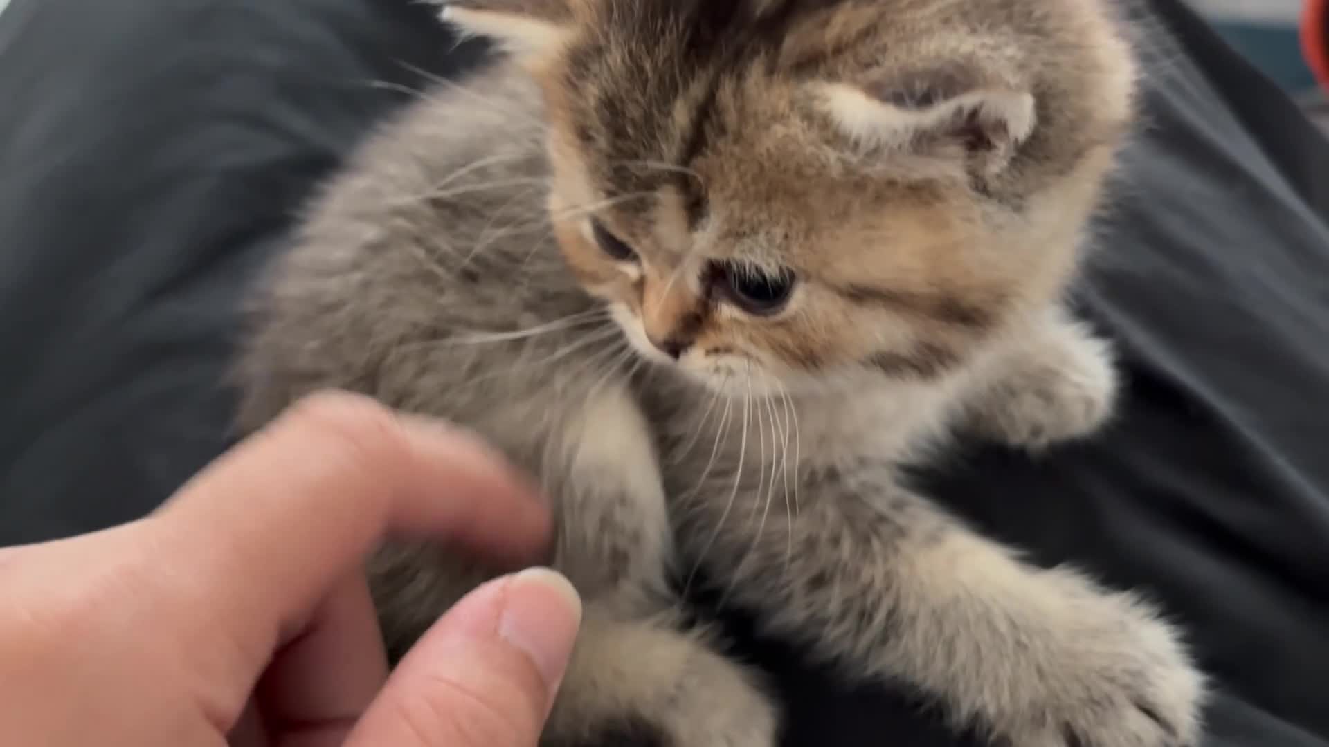British Shorthair cats for sale: 🏆😍 Irresistible Golden Chinchilla’s Mini BSH🏆😍 - Video 1