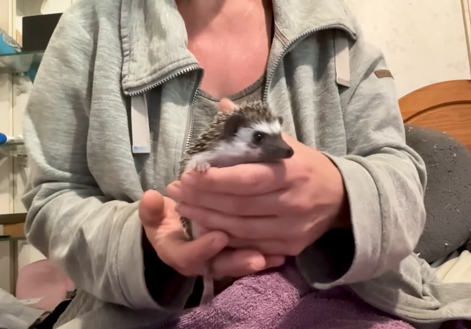 Pygmy Hedgehog rodents for sale: African Pygmy Hedgehog hoglet  baby’s  - Video 1