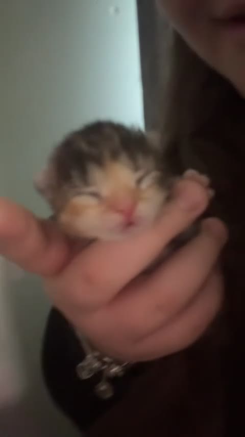 Mixed Breed cats for sale: kittens for sale!!  - Video 3