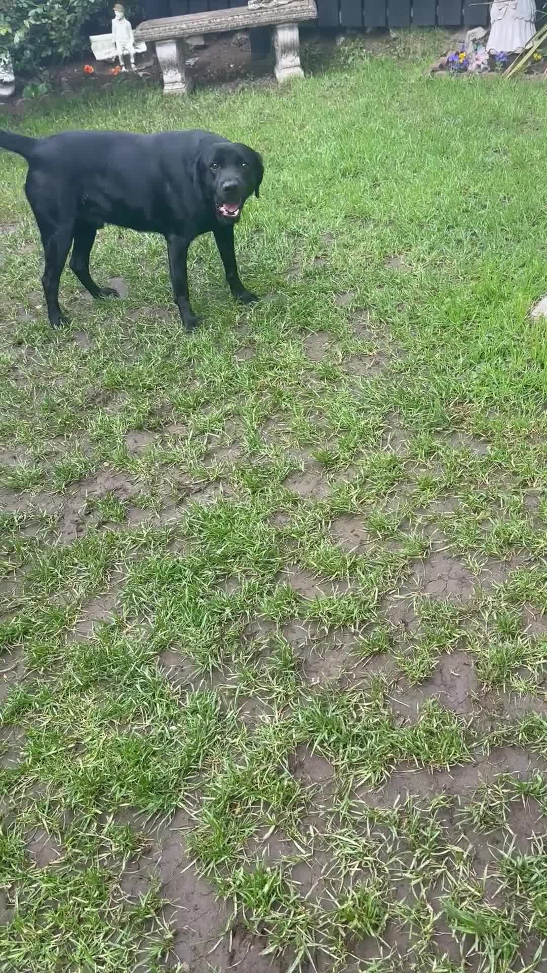 Labrador Retriever dogs for sale: Labrador  - Video 1