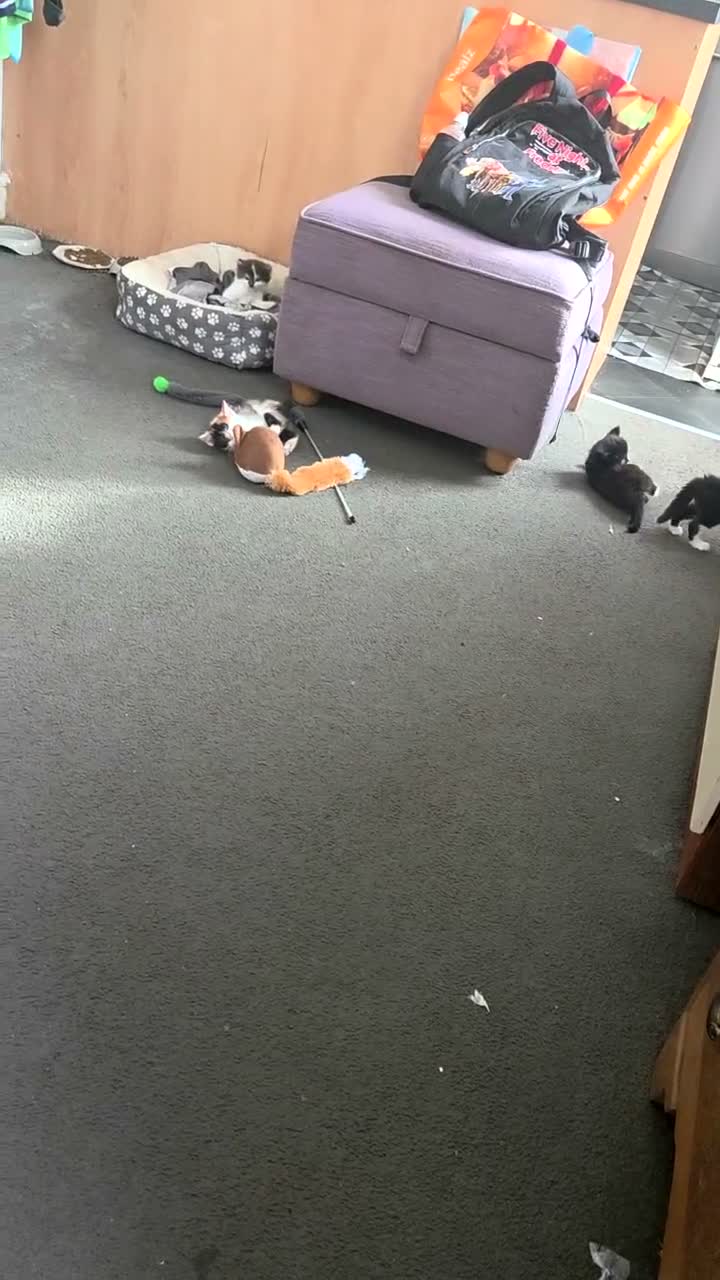 Mixed Breed cats for sale: four little kittens in Edinburgh - Video 2