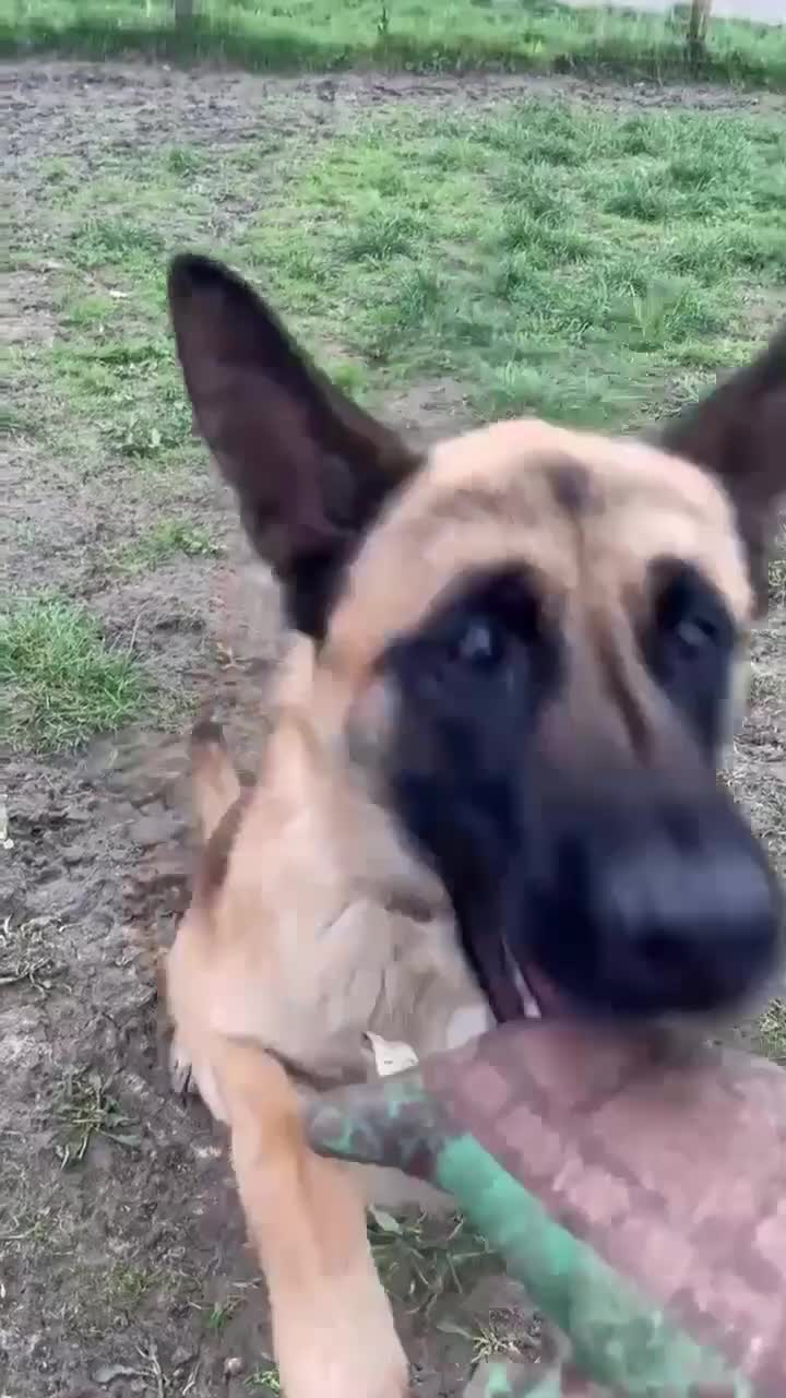 Mixed Breed dogs for adoption: 🐾 Cedric – Stunning, Loyal Boy - Video 5