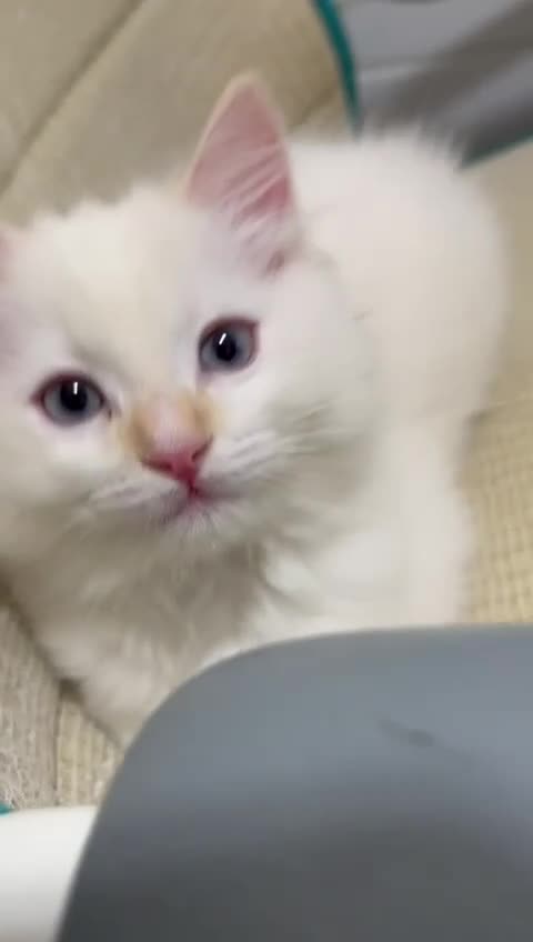 Ragdoll cats for sale: 4 Ragdoll Kittens - Video 2