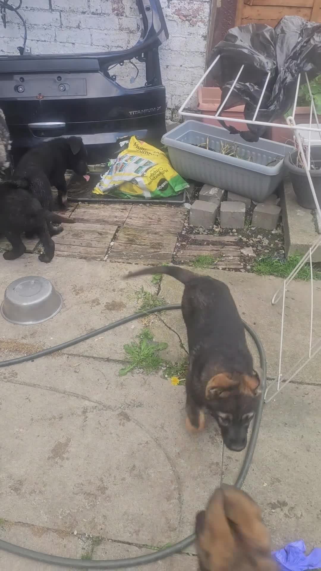 German Shepherd dogs for sale: Working lime German Scheperd puppies - Video 1