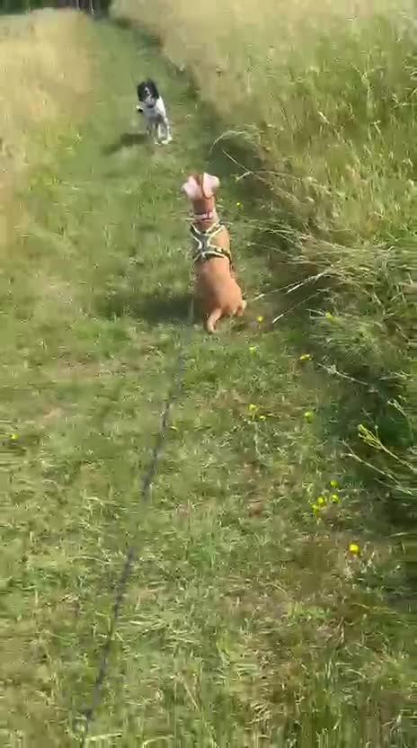 Mixed Breed dogs for adoption: RUBY - 8 months old, Female, Vizla Mix - Video 5