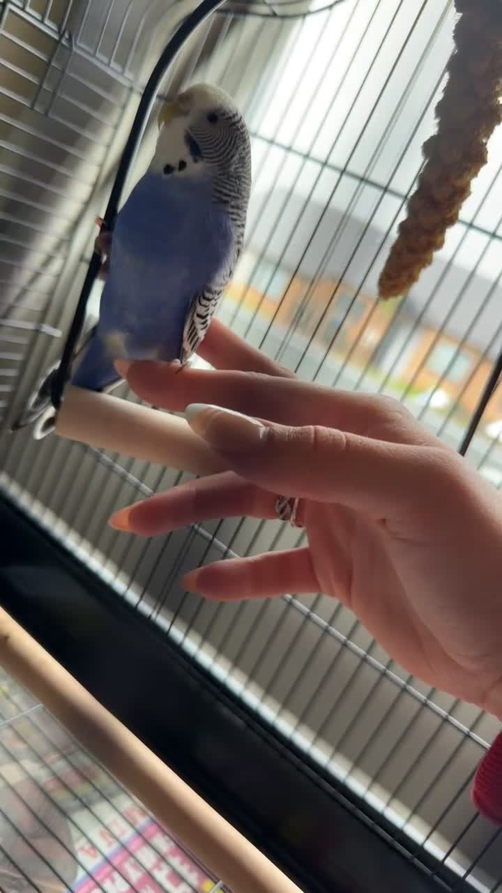 Budgerigars birds for sale: Purple/blue budgie & new cage  - Video 1