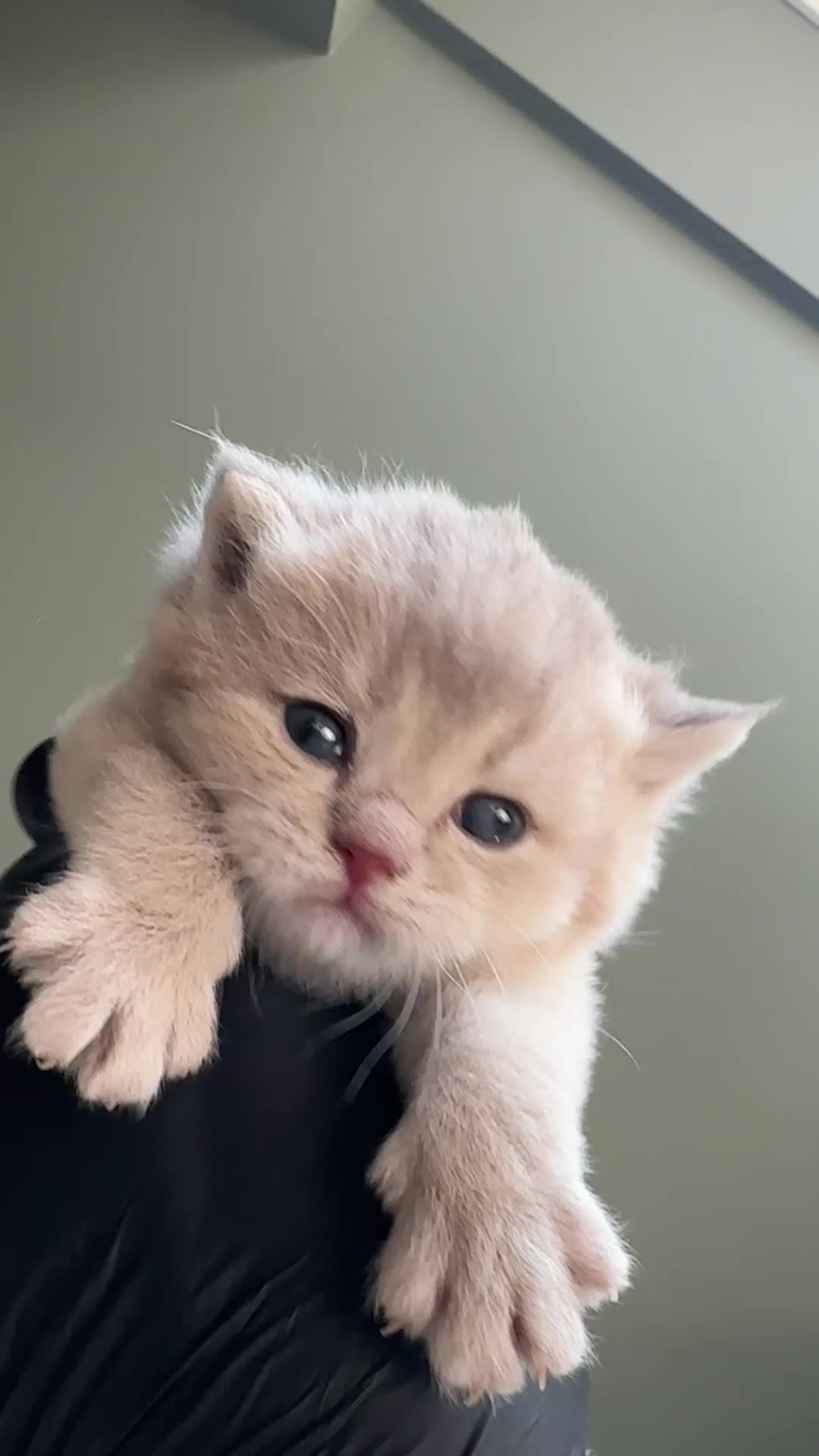 British Shorthair cats for sale: Fawn, blue & chocolate golden BSH Great structure! - Video 4