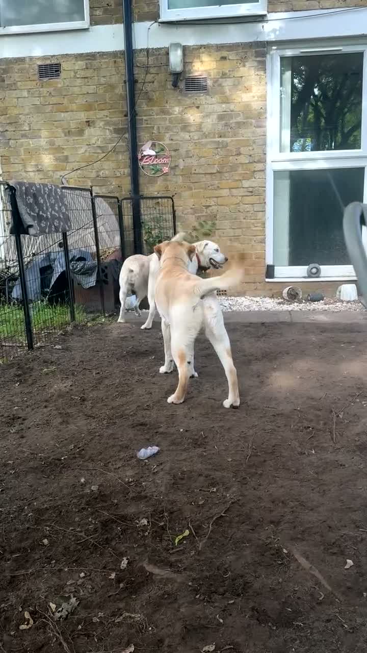 Labrador Retriever dogs for sale: Little Hugo  - Video 3