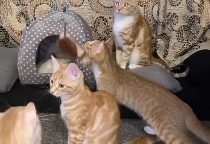 British Shorthair cats for sale: 7 Gorgeous ginger BSHxASH kittens to be rehomed - Video 2