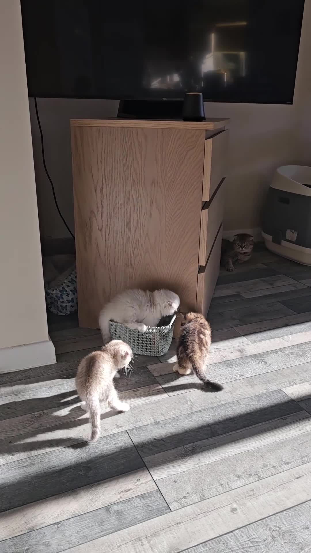 Scottish Fold cats for sale: Scottish Fold, Scottish Straight kittens for sale - Video 1