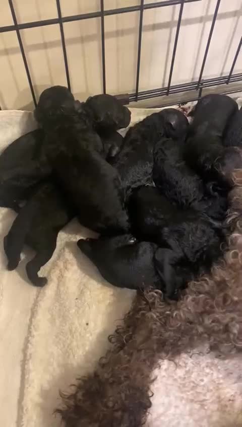 Cockapoo dogs for sale: Rare Black Tightly Curled Cockapoo Puppies - Video 2