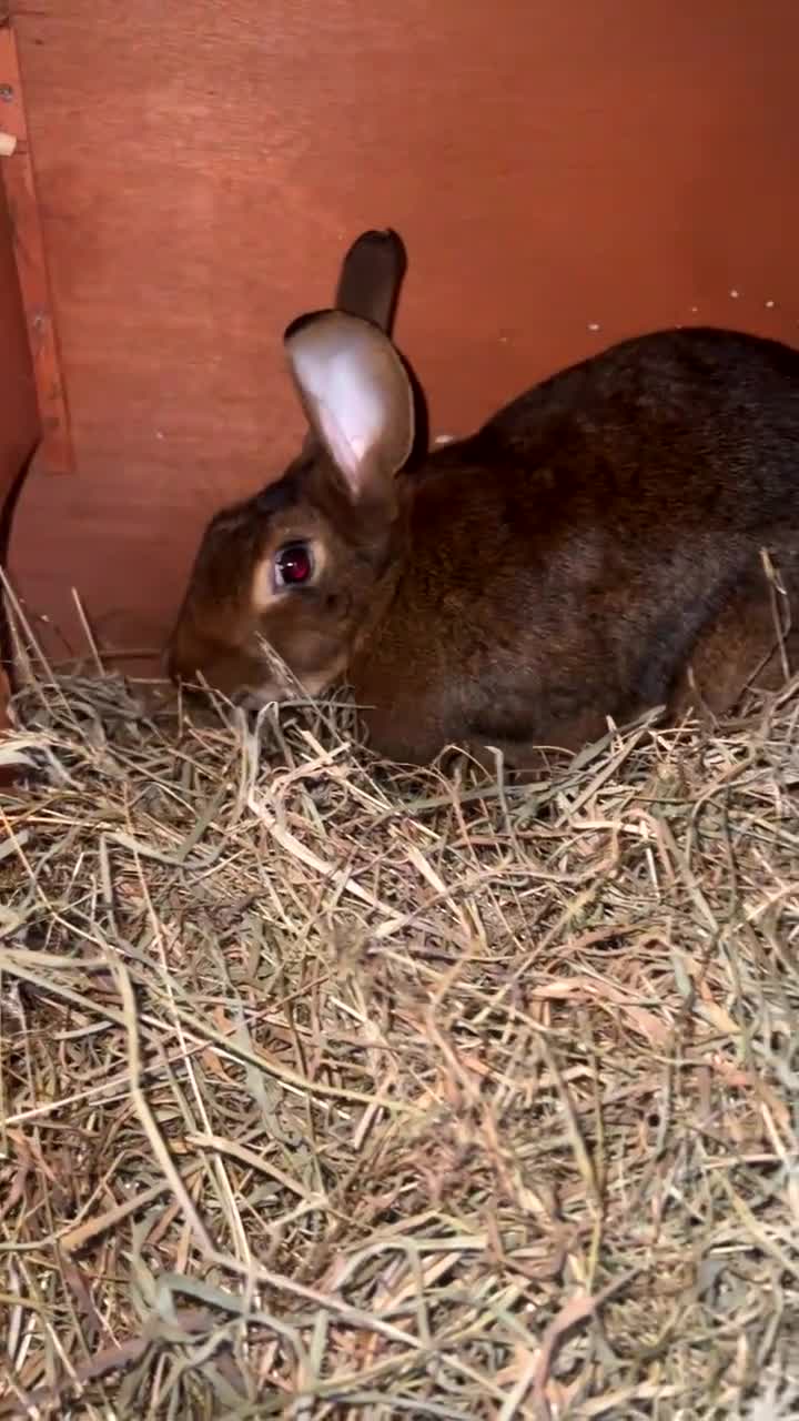 Belgian Hares rabbits for sale: Belgian hares for sale  - Video 1