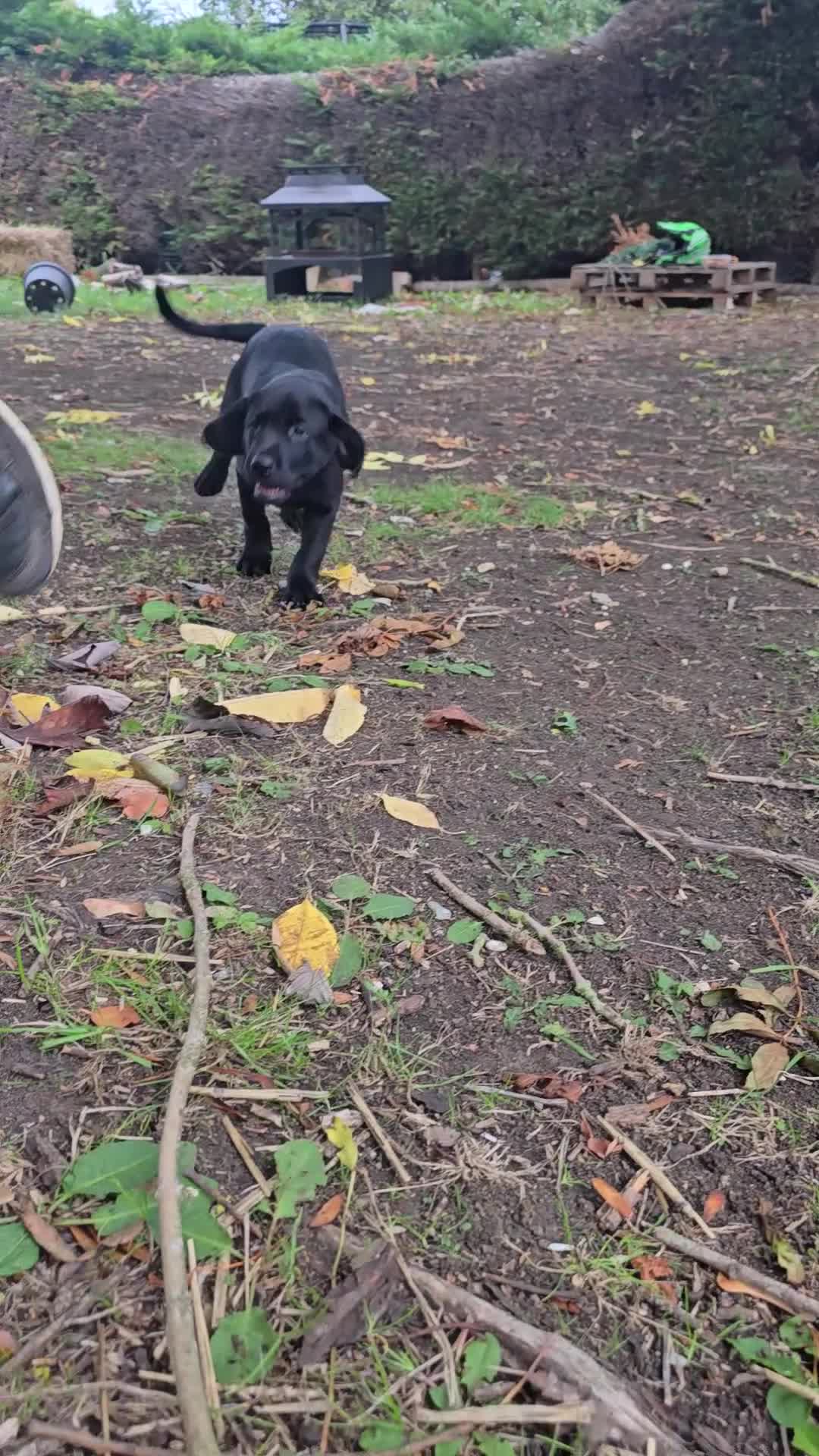 Labrador Retriever dogs for sale: Beautiful working labrador boys  - Video 3