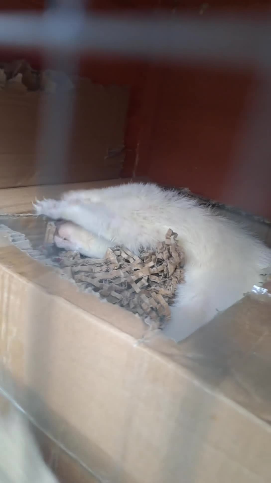 Ferret rodents for sale: 2 PET ferrets for rehoming  in Airdrie - Video 3