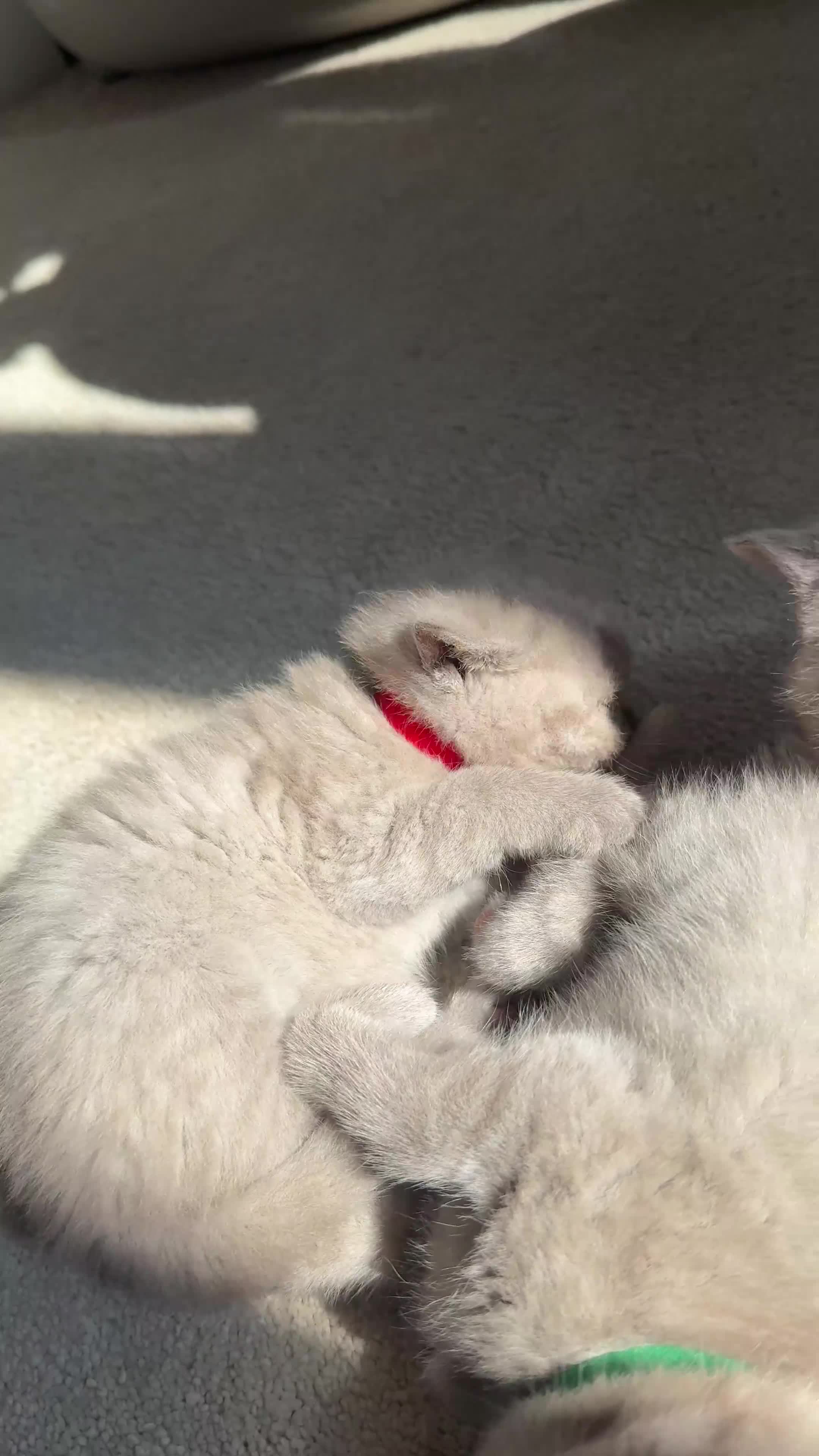 Scottish Fold cats for sale: 🐾 Adorable Scottish Straight 🐾 - Video 1
