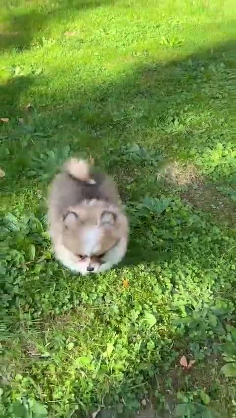 Pomeranian dogs for sale: Pomeranian - Video 2