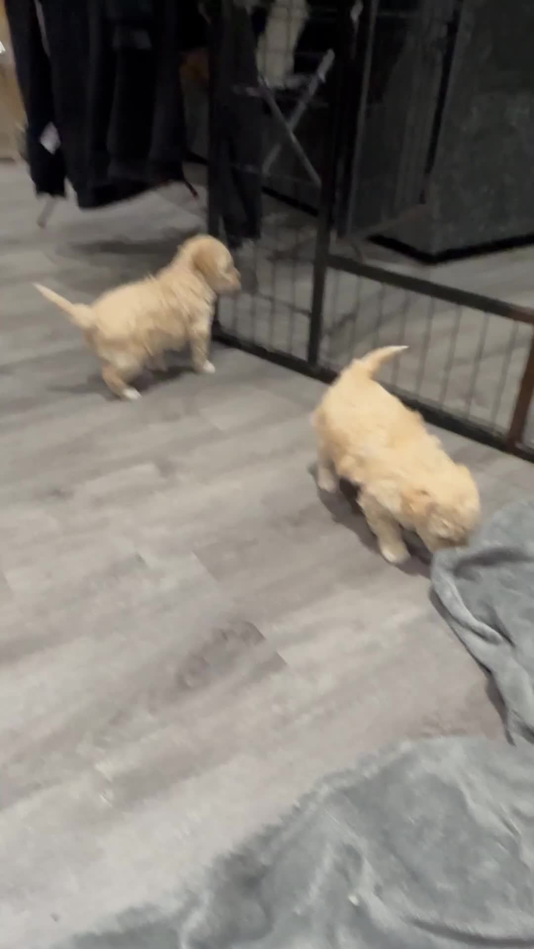 Mixed Breed dogs for sale: Beautiful bichion x Maltese babies  - Video 3