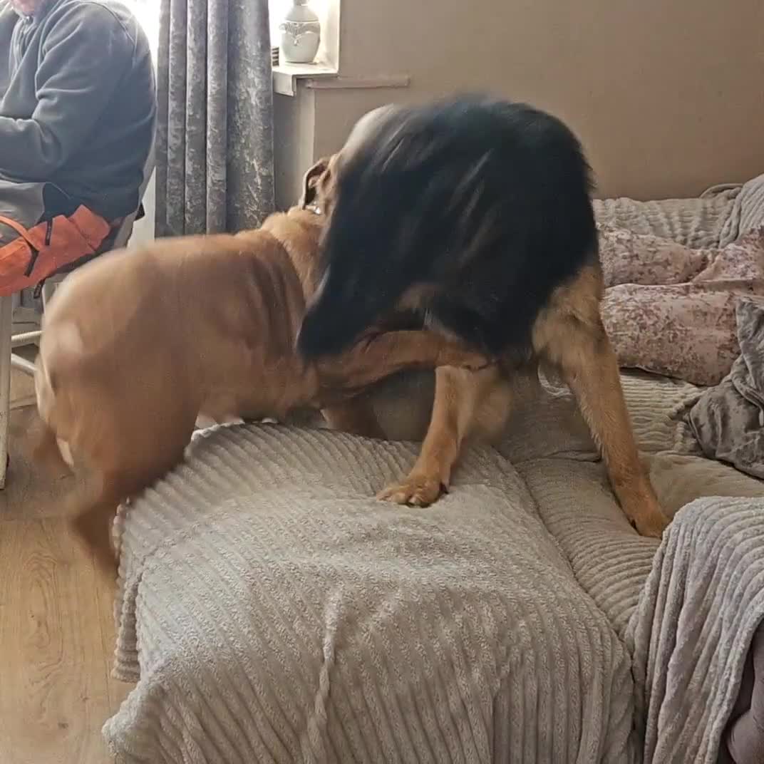 German Shepherd dogs for sale: Male German Shephard  in Erith - Video 1