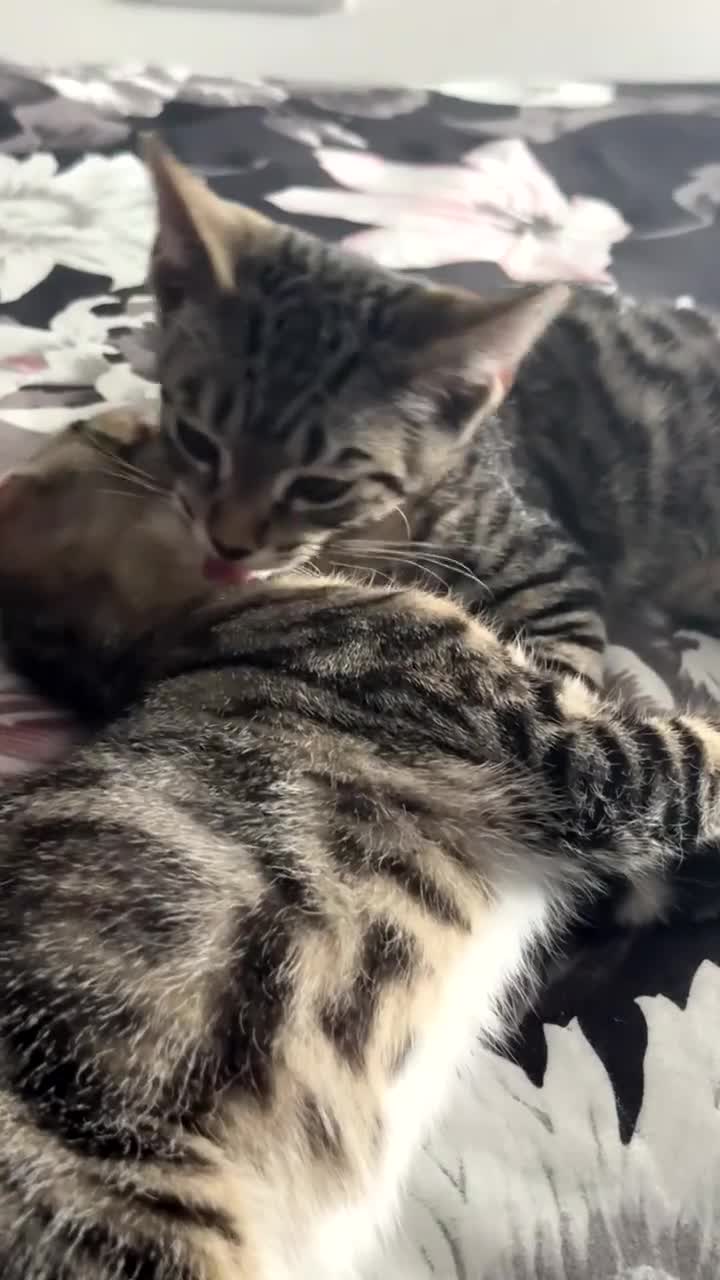 Mixed Breed cats for sale: 2 male kittens 5 month old - Video 2