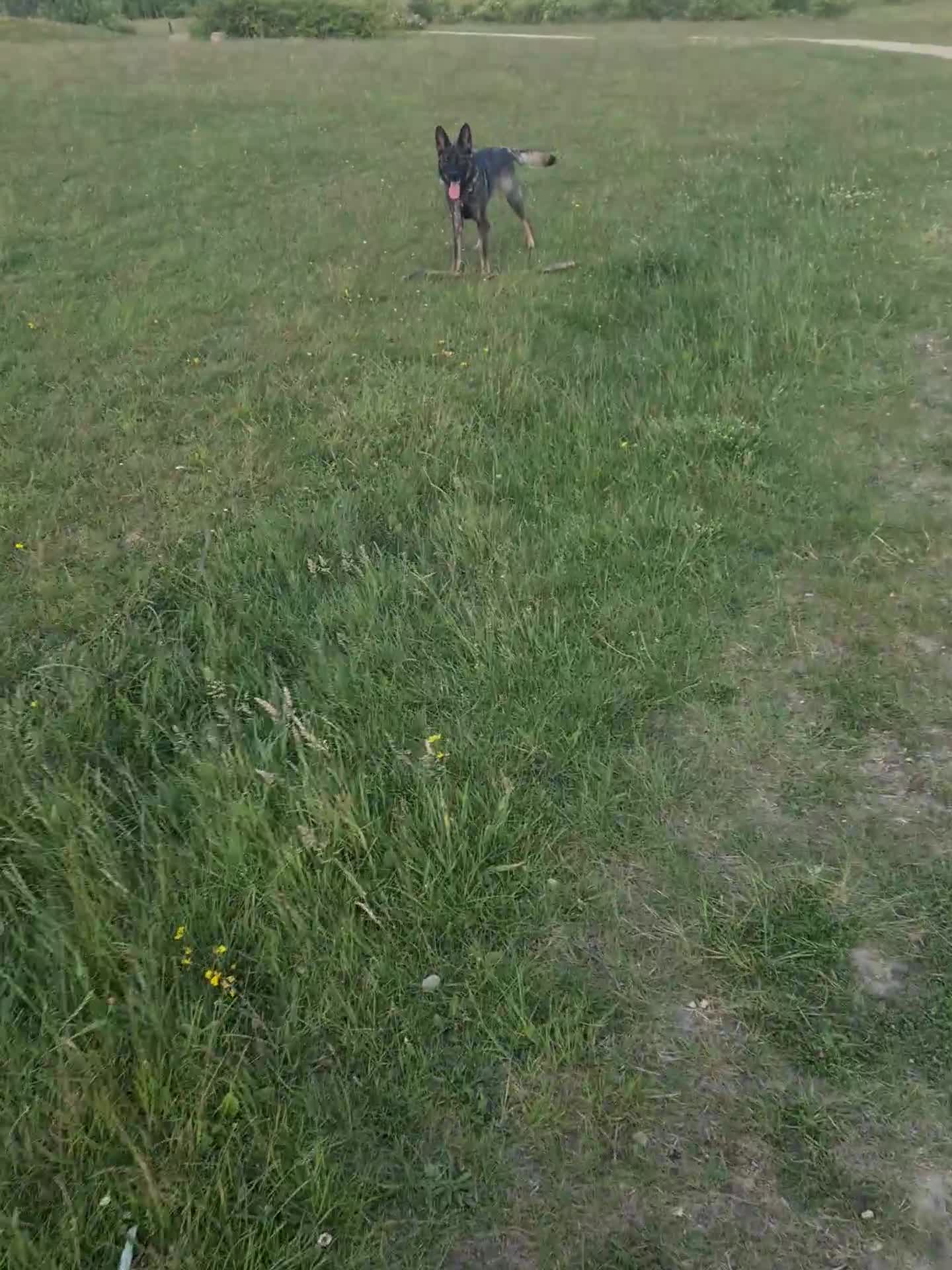German Shepherd dogs for sale: German sheperd puppies in Rotherham - Video 1