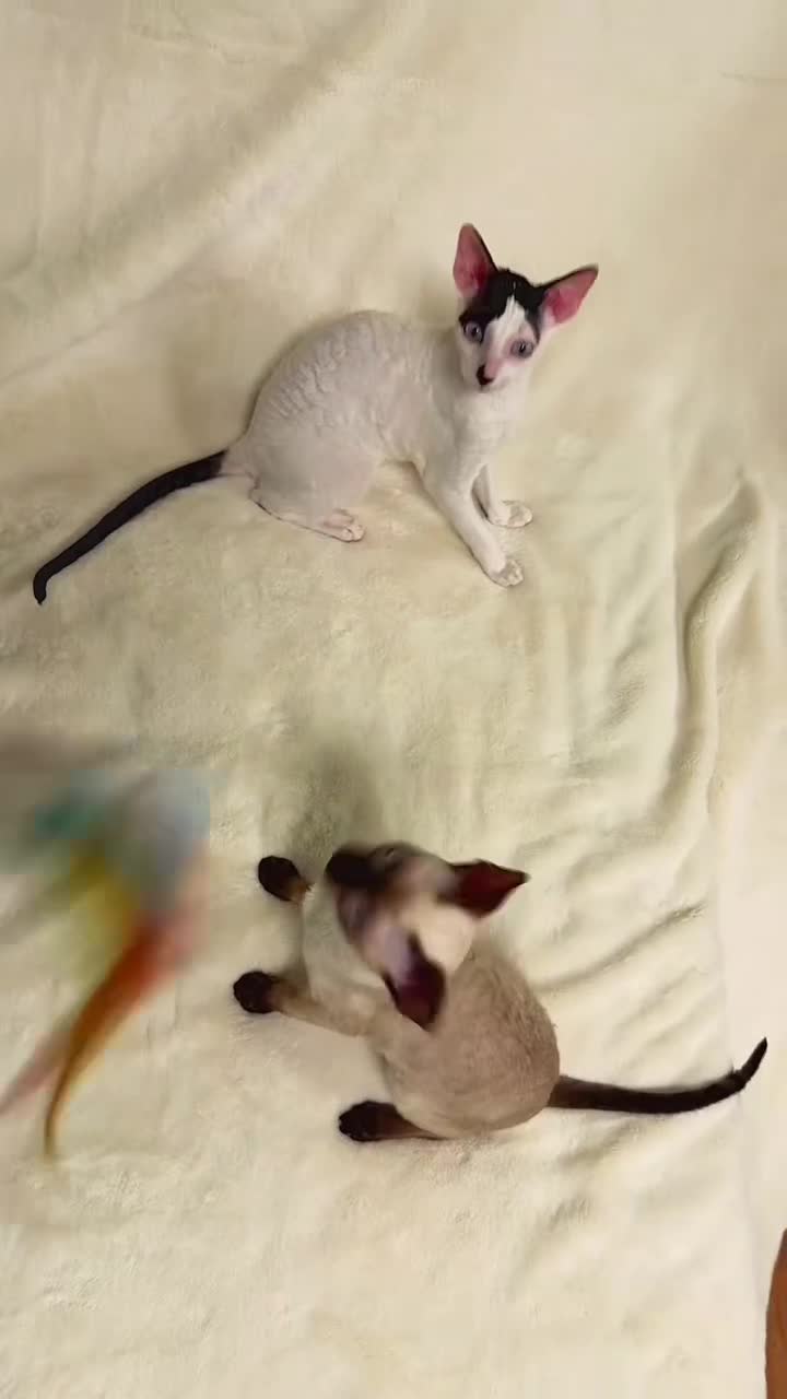 Cornish Rex cats for sale: Cornish Rex Kittens – Ready for Loving Homes - Video 2