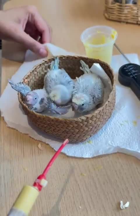 Budgerigars birds for sale: Rainbow ,hagoromo baby budgies hand tamed & reared - Video 4