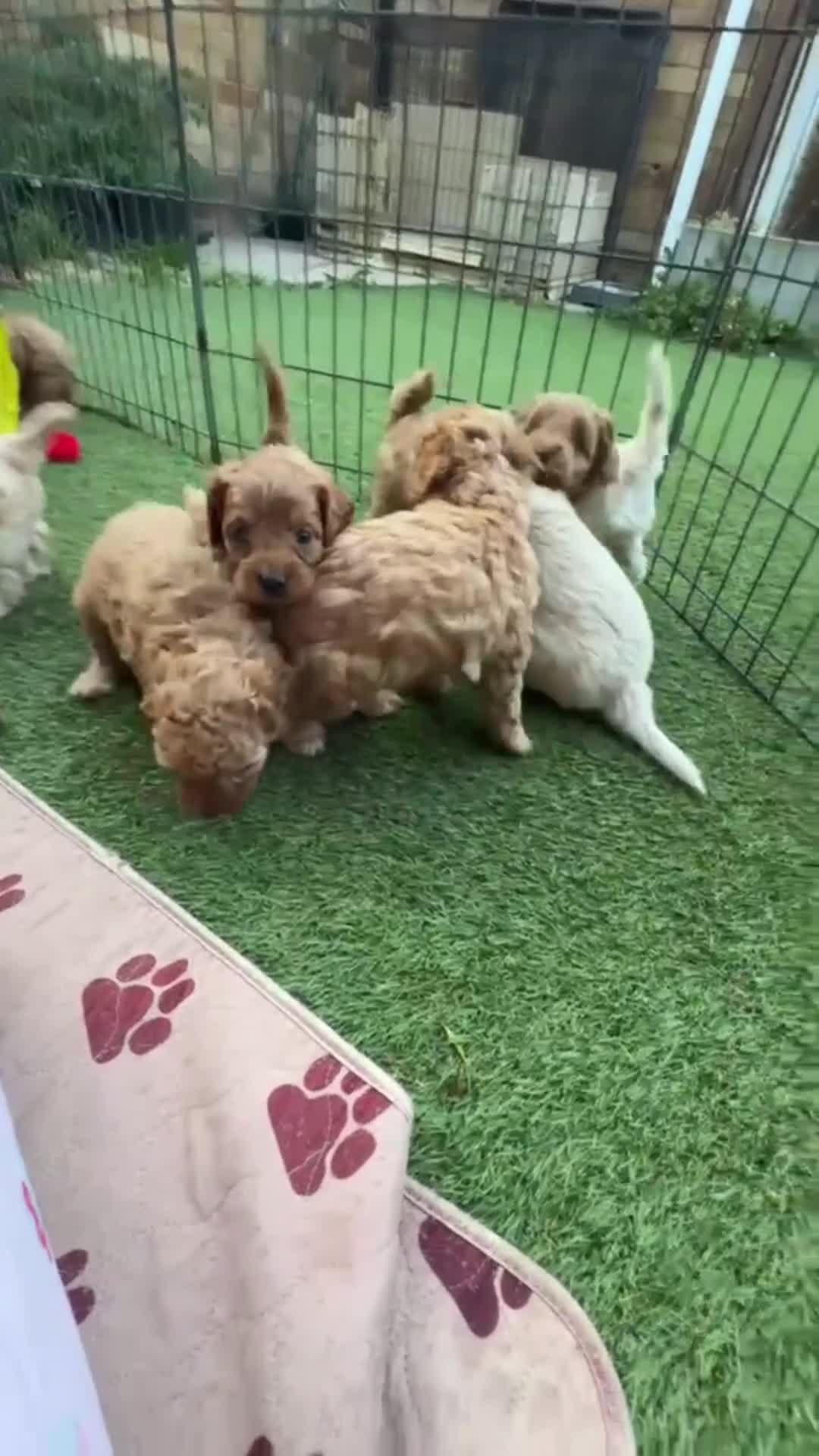 Cavapoochon dogs for sale:  Extensively health-tested parents 💫 - Video 2