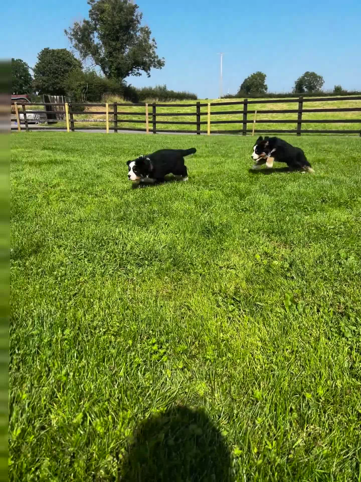 Bernese Mountain Dog dogs for sale: Bernese mountain dogs - Video 1