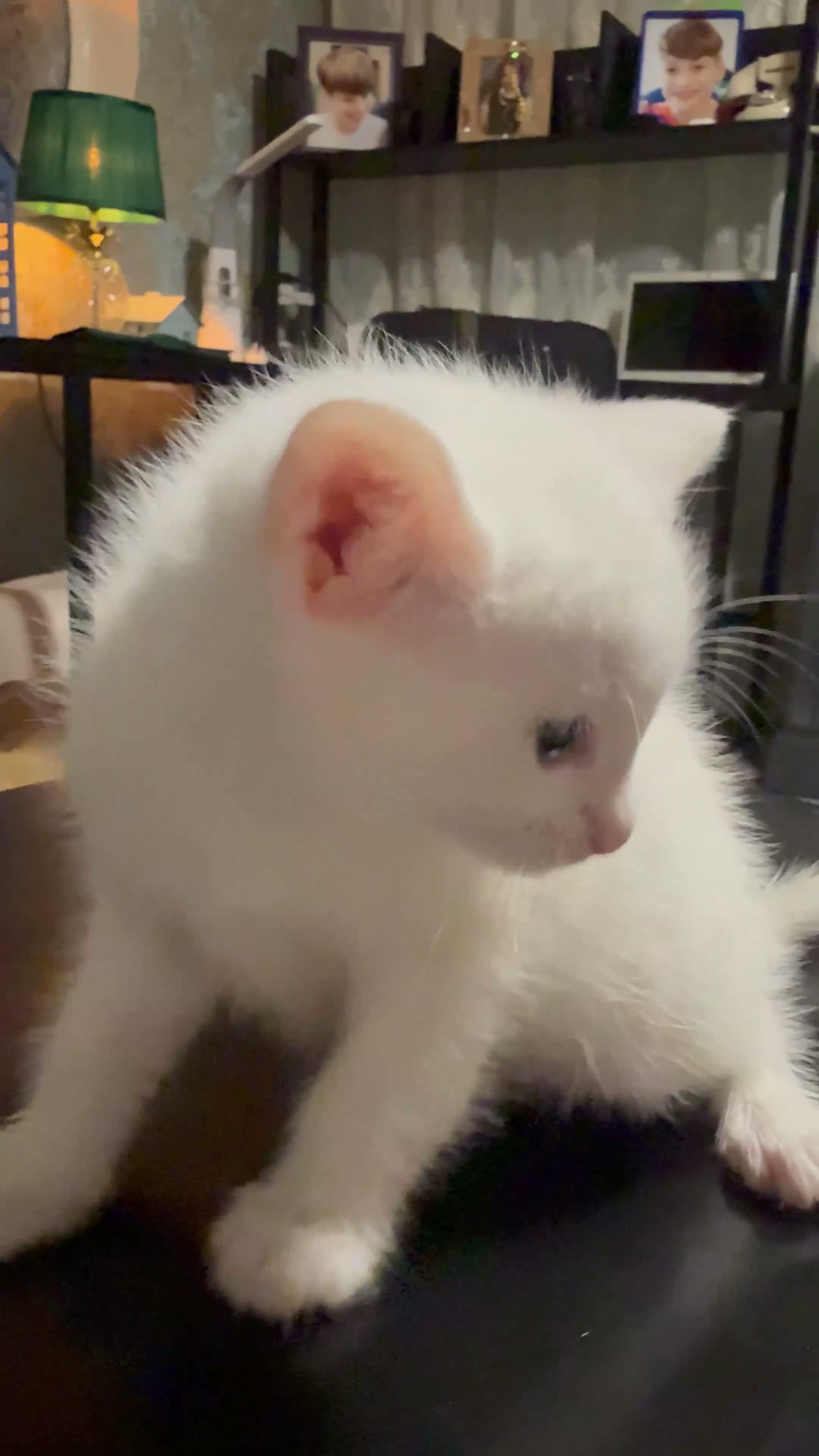 Mixed Breed cats for sale: Kao Mani Mix - Video 5