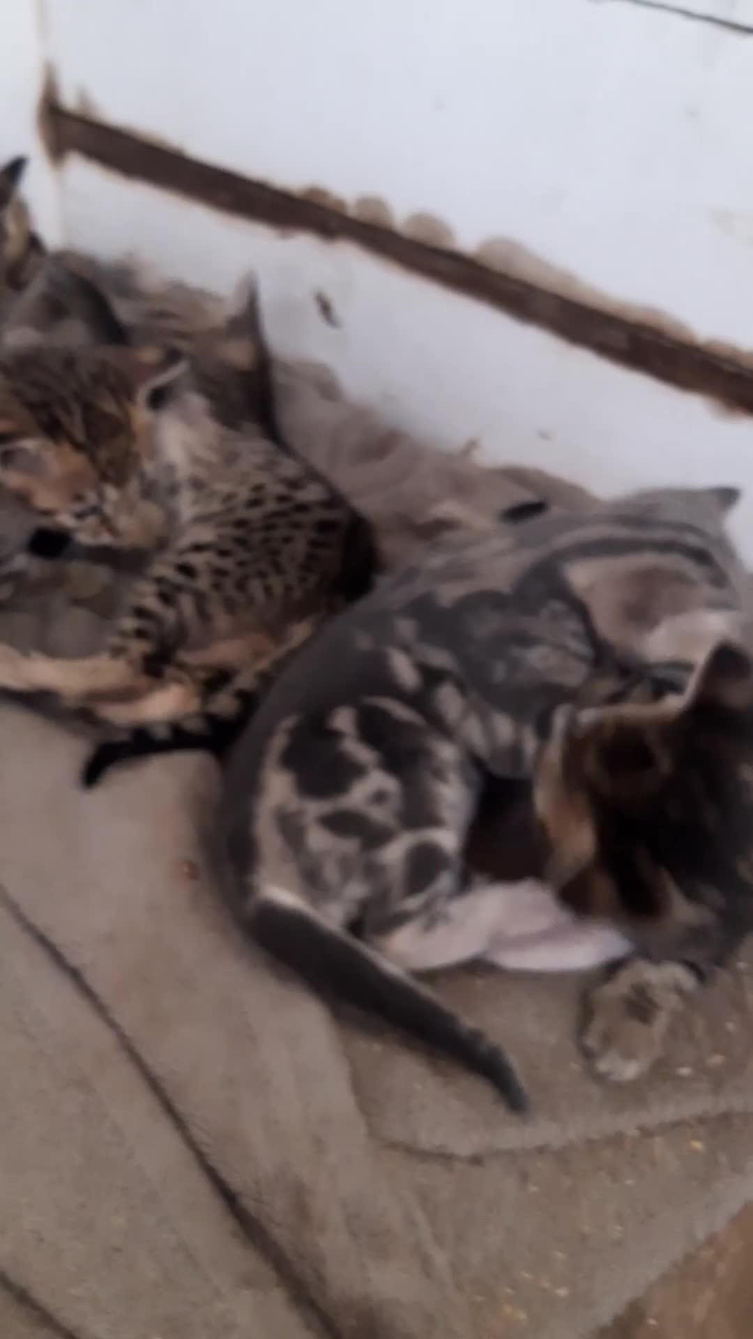 Savannah cats for sale: Savanna kittens  - Video 2