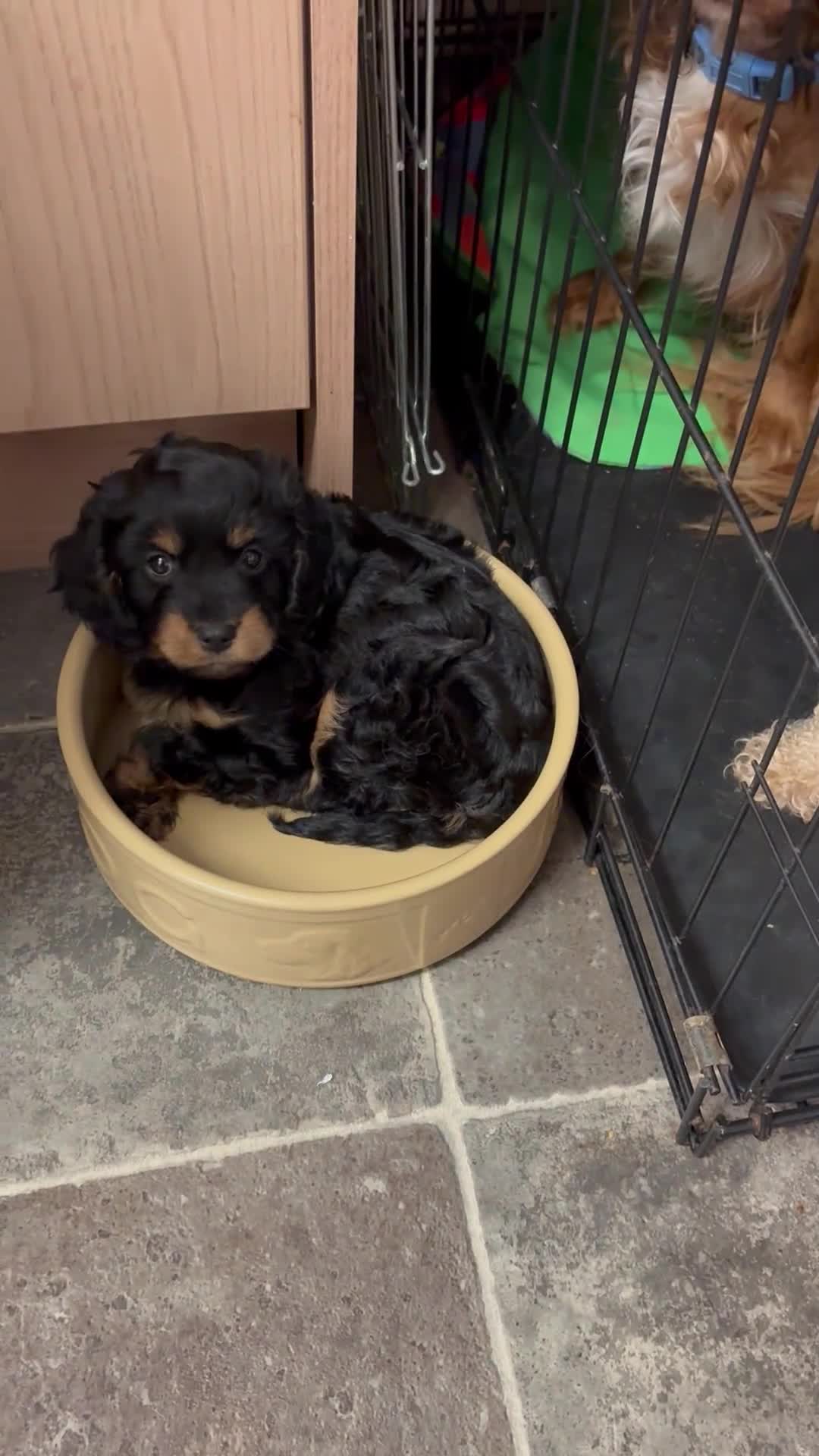 Cavapoo dogs for sale: Gorgeous phantom puppies - Video 1