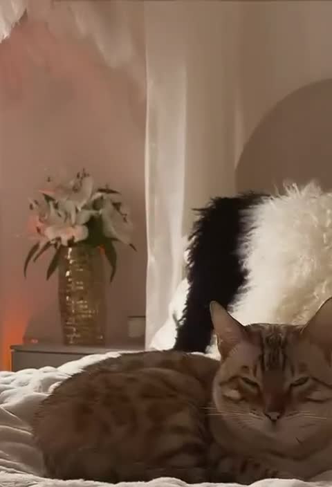 Bengal cats for sale: Glitter Snow Mink Boy - Video 2