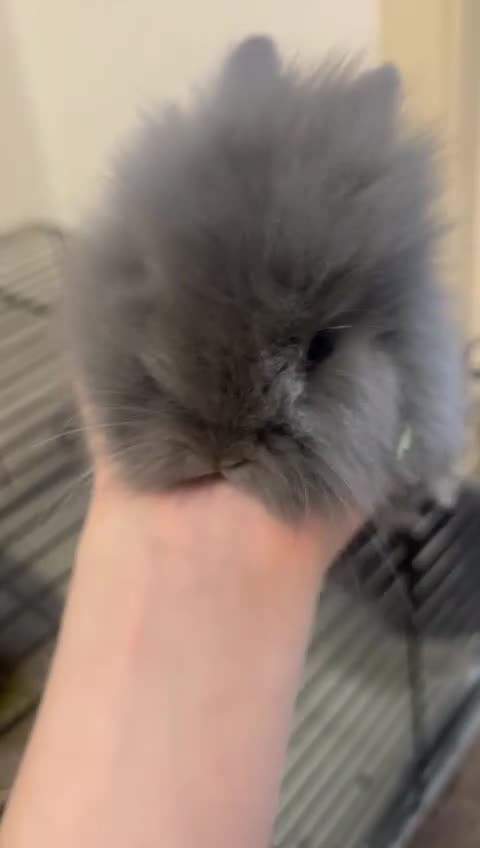 Lionhead rabbits for sale: Double lion head baby in Deeside - Video 2