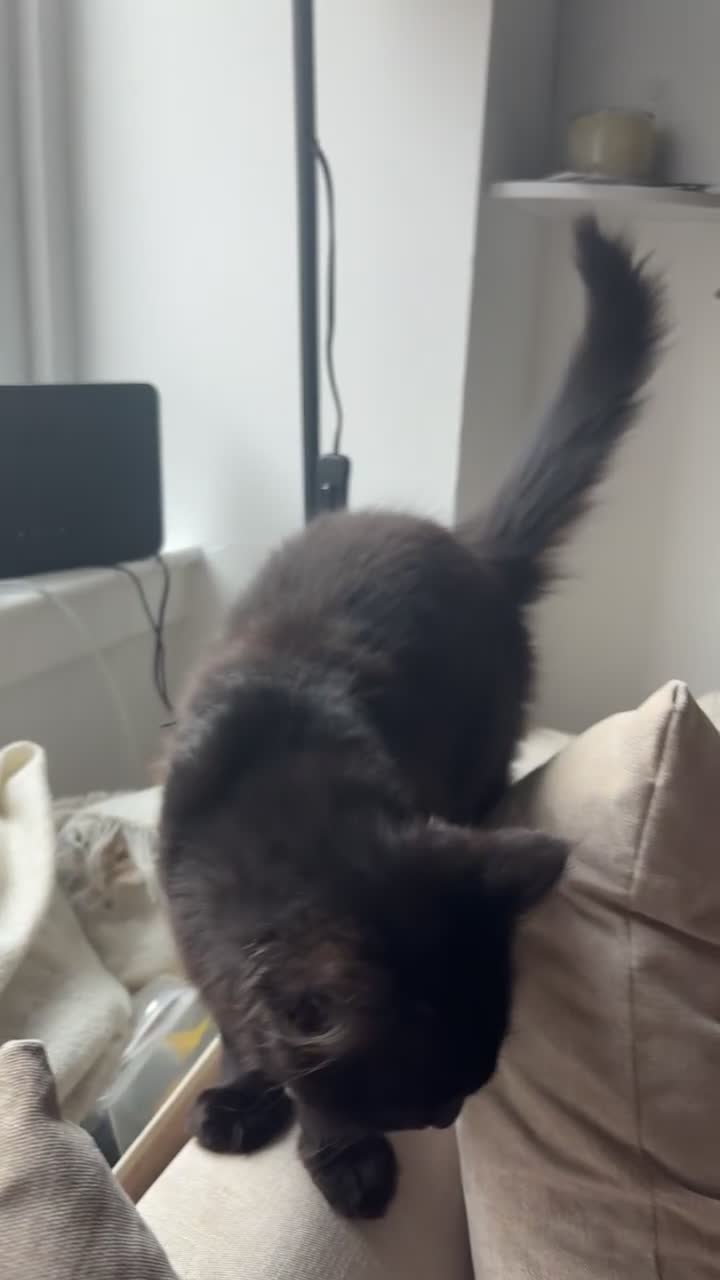 British Longhair cats for sale: British Shorthair  - Video 2