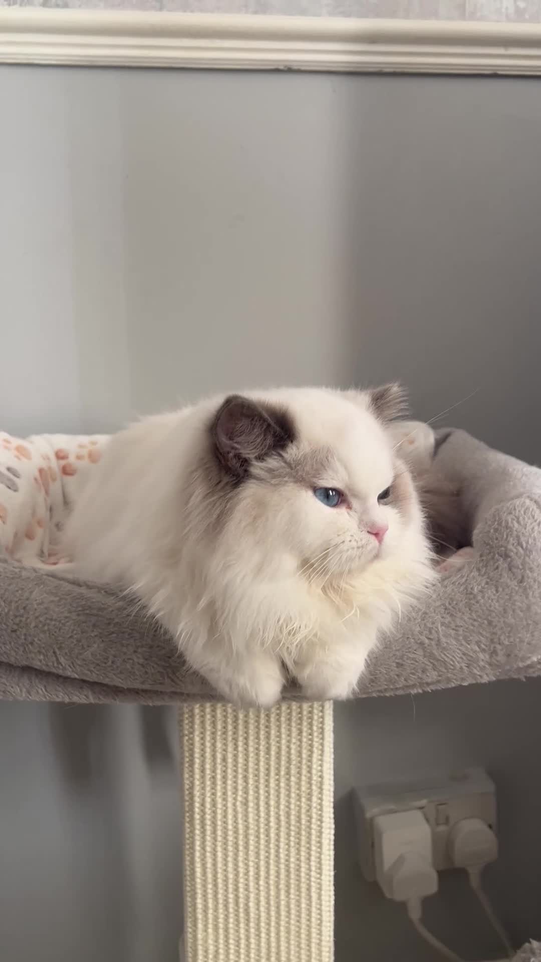 Ragdoll cats for sale: 2 ragdolls cats Tigga and Mimi.  in Birmingham - Video 1