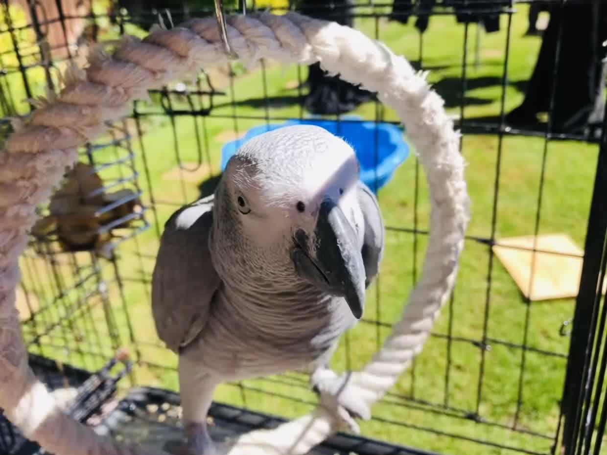 Parrots birds for sale: African grey parrot in Warwick - Video 3