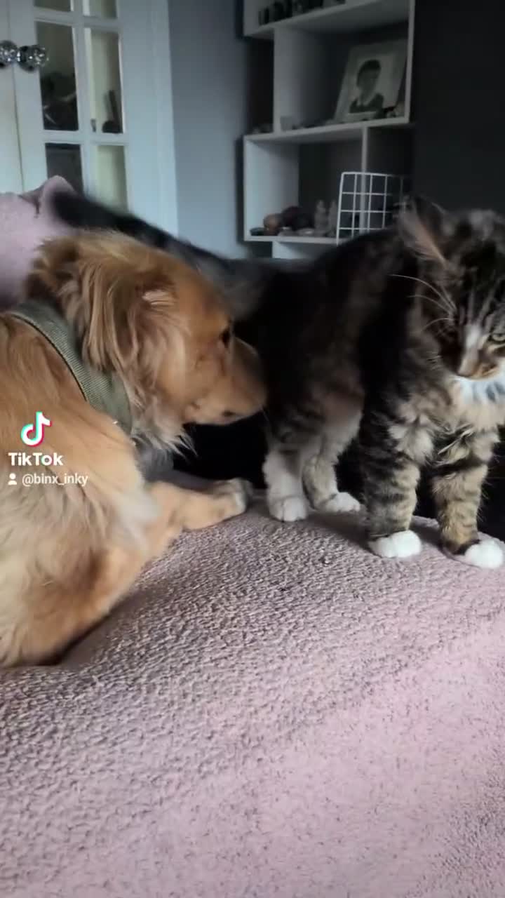 Mixed Breed dogs for sale: Benji  - Video 3