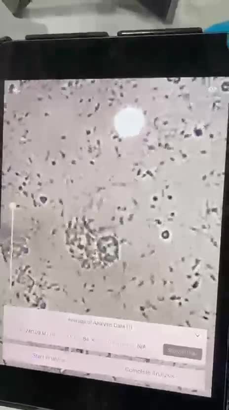 German Shepherd dogs for stud: Black German Shepherd Dog at Stud (Long Coat) - Video 1