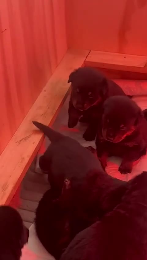 Rottweiler dogs for sale: Rottweiler pups - Video 1