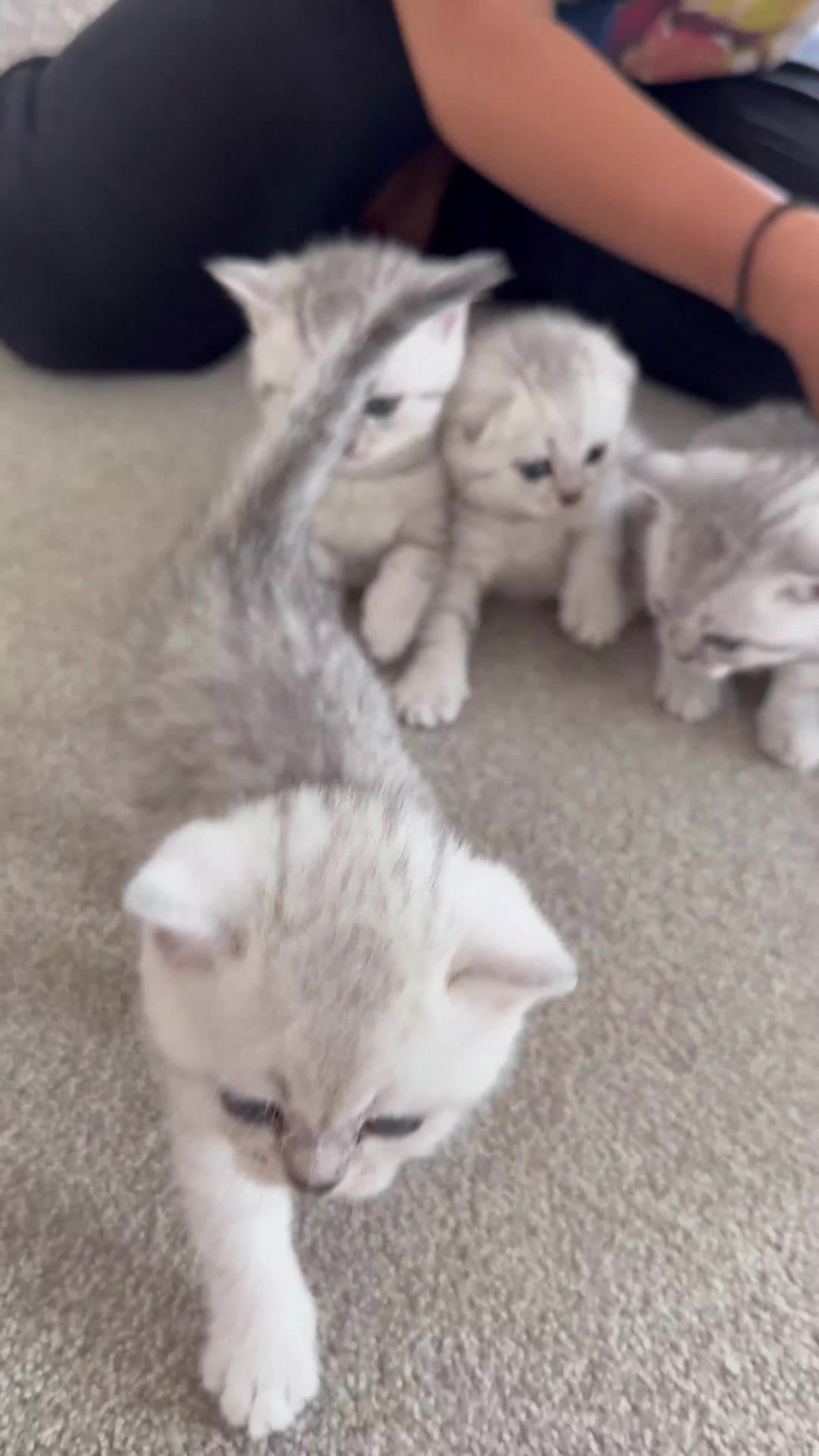 British Shorthair cats for sale: British Shorthair & Scottish Fold Kittens for Sale - Video 2