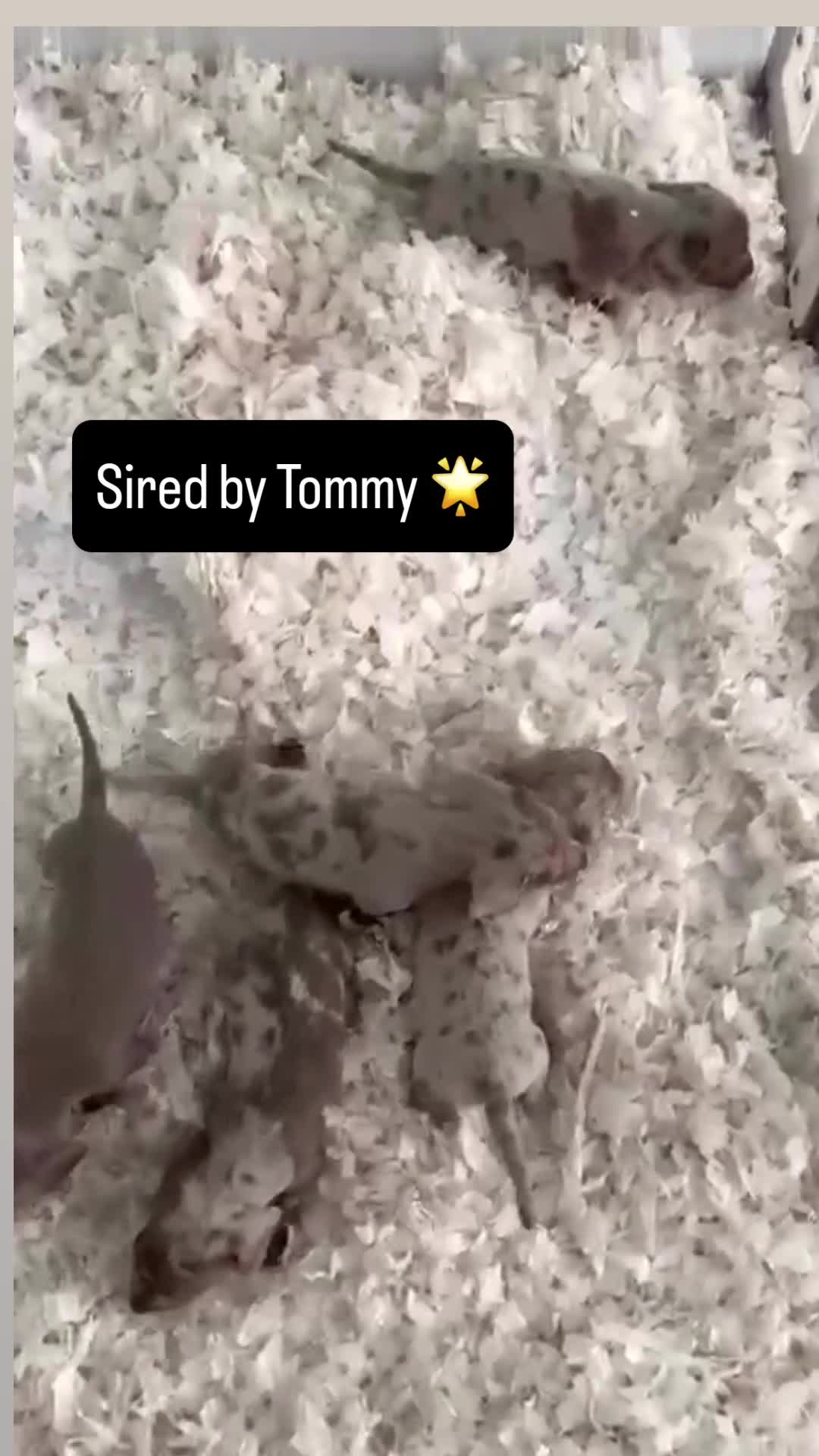 Miniature Dachshund dogs for stud: Dapple Long Haired Studs OREO &TOMMY 🌟  in Tipton - Video 1