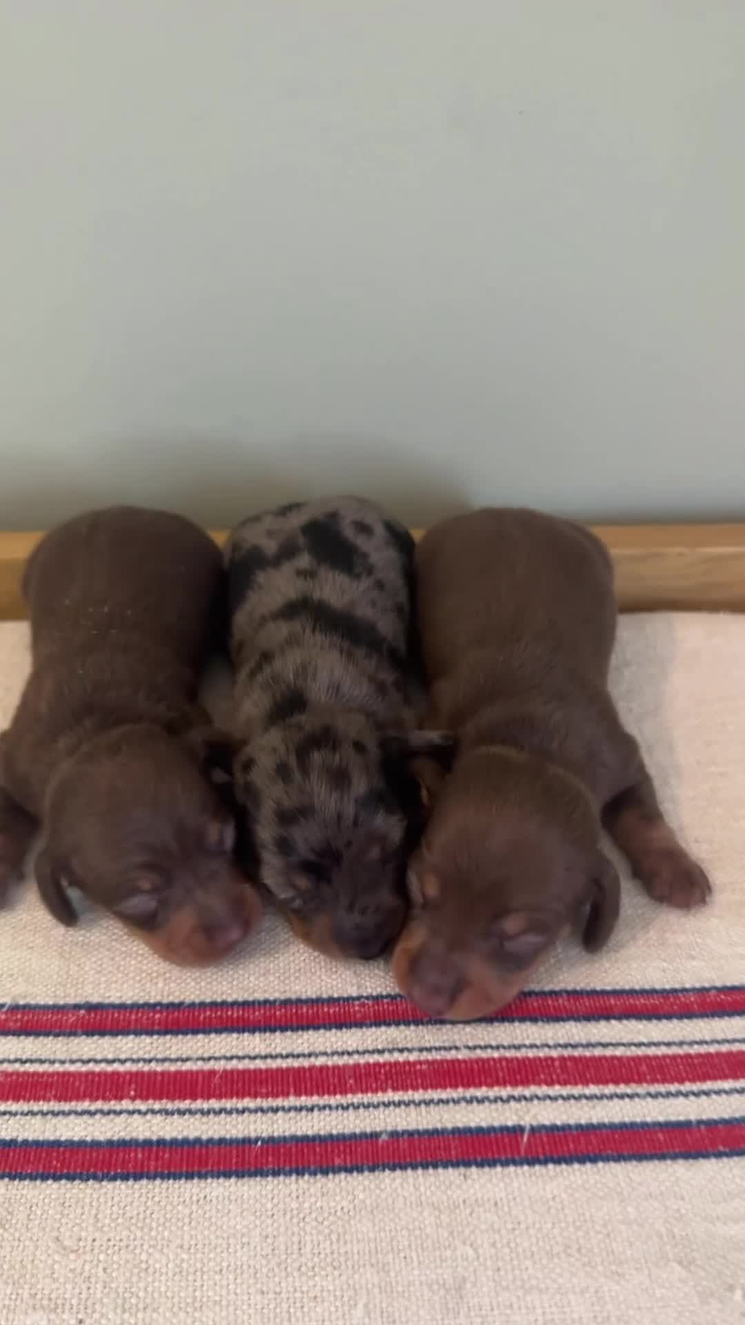 Miniature Dachshund dogs for sale: KC champ lines miniature smooth dachshund puppies - Video 1