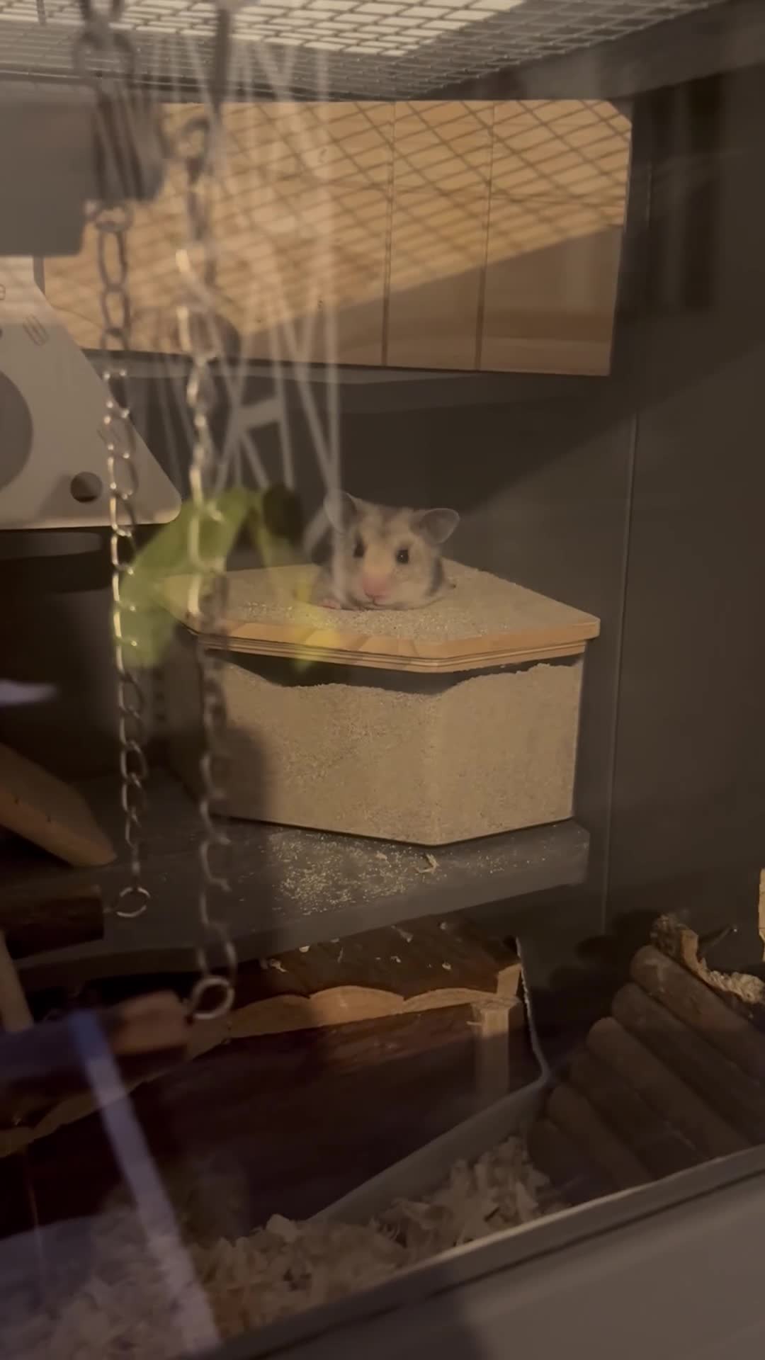 Hamster rodents for sale: Ella it’s looking for a new home  - Video 2