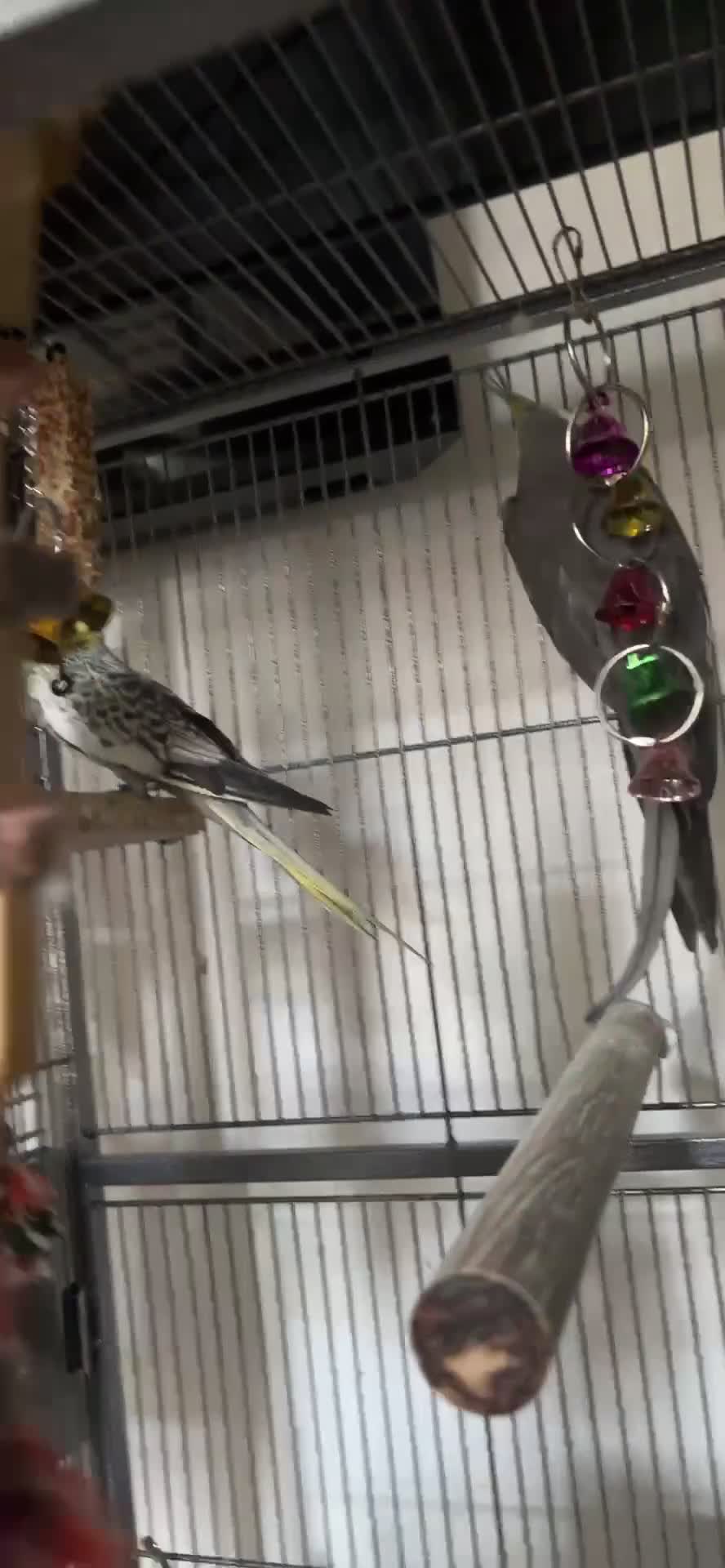 Cockatiels birds for sale: 2 cockatiels male and female  - Video 1